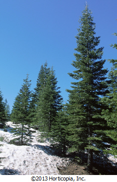 Conifer