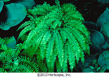 Fern